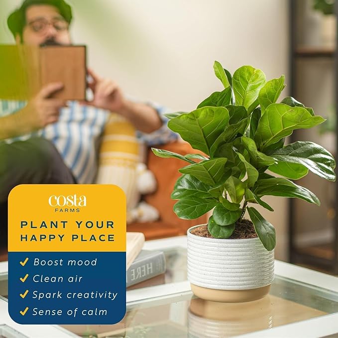 Costa Farms Little Fiddle Leaf Fig, Live Indoor Ficus Lyrata Plant in Nursery Plant Pot, Houseplant in Potting Soil, Housewarming, Birthday Gift, Office, Home, and Room Decor, 1 Foot Tall