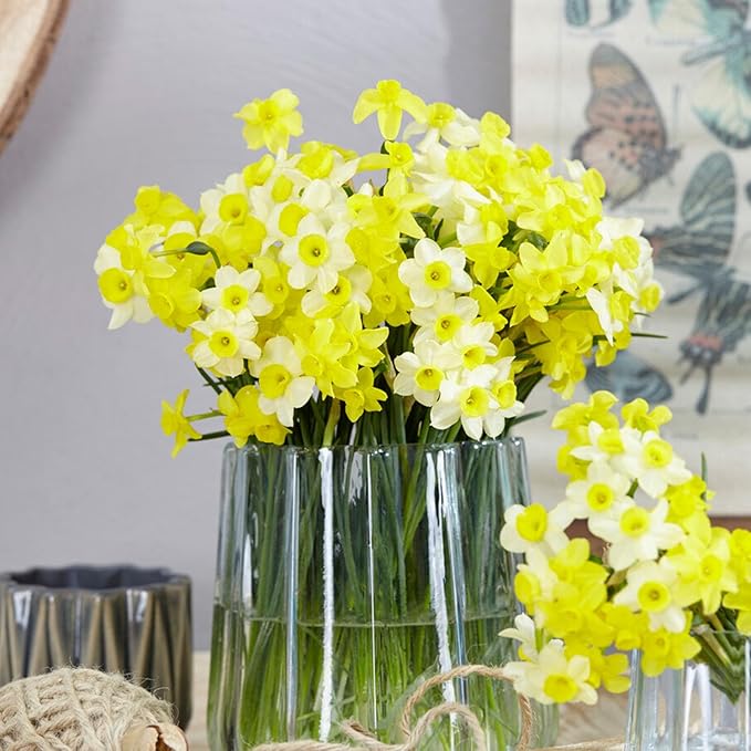 Garden State Bulb Narcissus Tazetta Minnow Daffodil Flower Bulbs, 12/14cm, Fall Planting (Bag of 250)