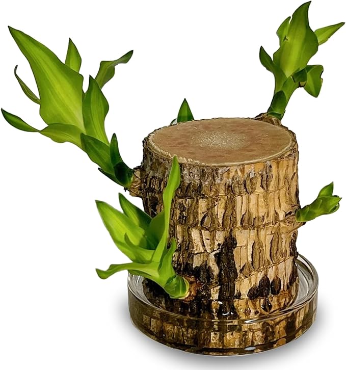 Brazilian Lucky Tree Plants, Bamboo and Trays, Small Plant desks, Good Luck Offices, Kitchens, Living Rooms, Home Decorations, Brazilian Lucky Tree