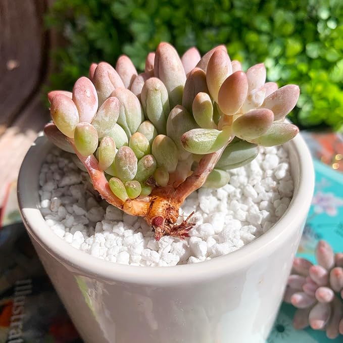 Pachyphytum Baby Finger Rare Live Succulent Plants, Cluster 2.7" Pink, Bare Root Without Pot & Soil, Garden Indoor Office Desk Baby Shower Decoration, Friend Plant Lovers Gifts