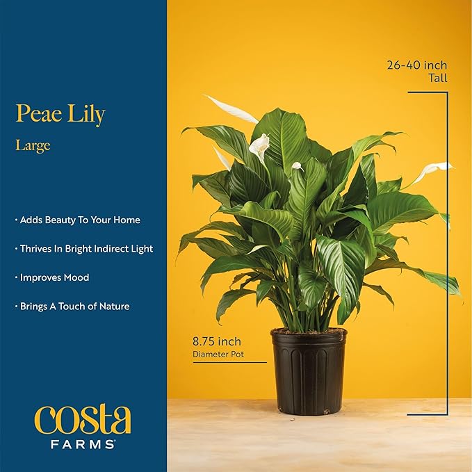 Costa Farms Peace Lily Live Plant in Decorative Pot, Air Purifying Flowering Large Indoor Houseplant, Perfect for Home, Room, or Office Decor, Great House Warming or Birthday Gift, 2-3 Feet Tall