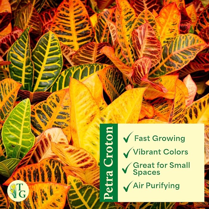 Thorsen's Greenhouse Live Petra Croton Plant, Codiaeum Variegatum, Colorful Foliage, Live Indoor Houselant (Blush, 4-inch Pot)