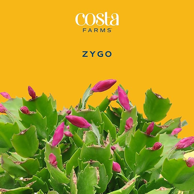 Costa Farms Christmas Cactus Live Plant in Holiday Decorative Plant Pot, Easy to Maintain Flowering Indoor Houseplant, Home, Room, or Office Decor, House Warming or Birthday Gift, 6-8 Inches Tall