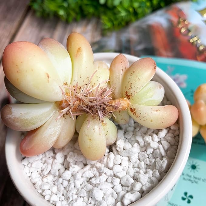 xPachyveria Elaine Rare Live Succulent Plants, 2-3 Heads 2.7" Orange, Bare Root Without Pot & Soil, Garden Indoor Office Desk Baby Shower Decoration, Friend Plant Lovers Gifts