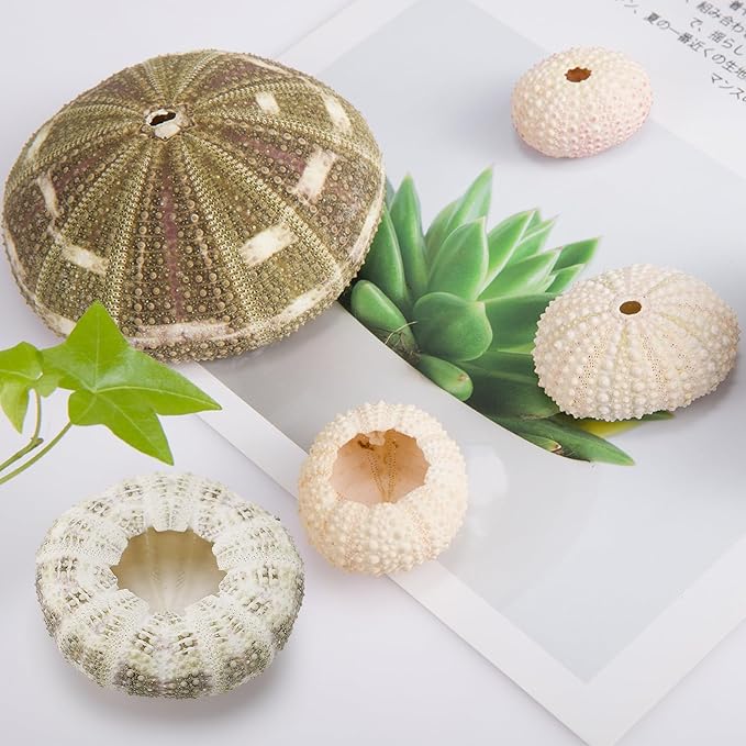 5 Pack Mini Sea Urchin Shell Air Plant Holders- 1.4-3.7 Inch Decorative Airplant Pot, Tabletop Air Tillandsia Succulent Display Container for Home Garden Decor Beach Theme Party Favors (No Plants)