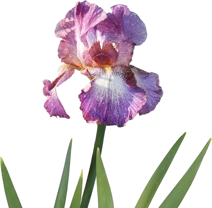 Easy to Grow Bearded Iris Wine Festival - 3 Plant Bulbs Rhizomes, Bright Purple & White Flowers in Spring to Fall, Full Sun Low Maintenance
