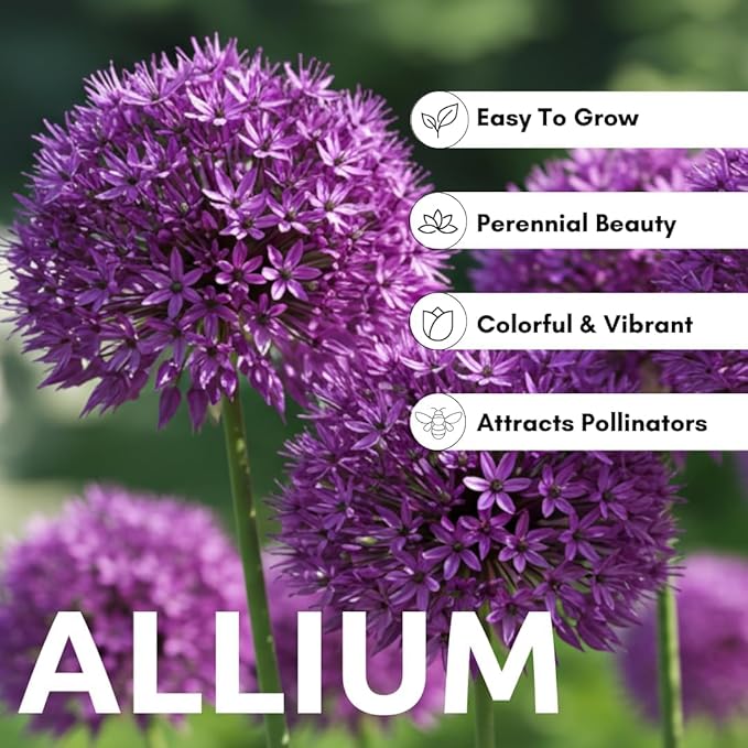 Purple Allium Bulbs for Planting - Easy to Grow Perennial Flowers, Top Size Bulbs, Large Spherical Blooms (20 Bulbs)