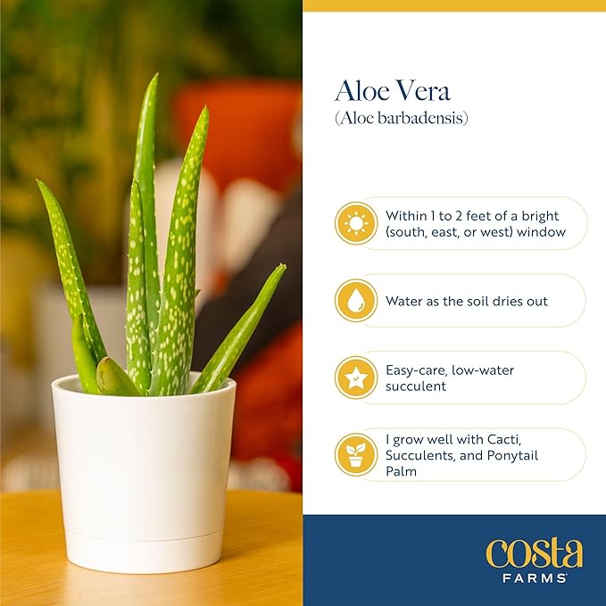 Costa Farms Aloe Vera Live Plants in Plastic Pots, Easy to Maintain, Air Purifying Indoor Succulent Houseplants, Home or Room Decor, House Warming or Birthday Gift, 12-18 Inches Tall, Pack of 2