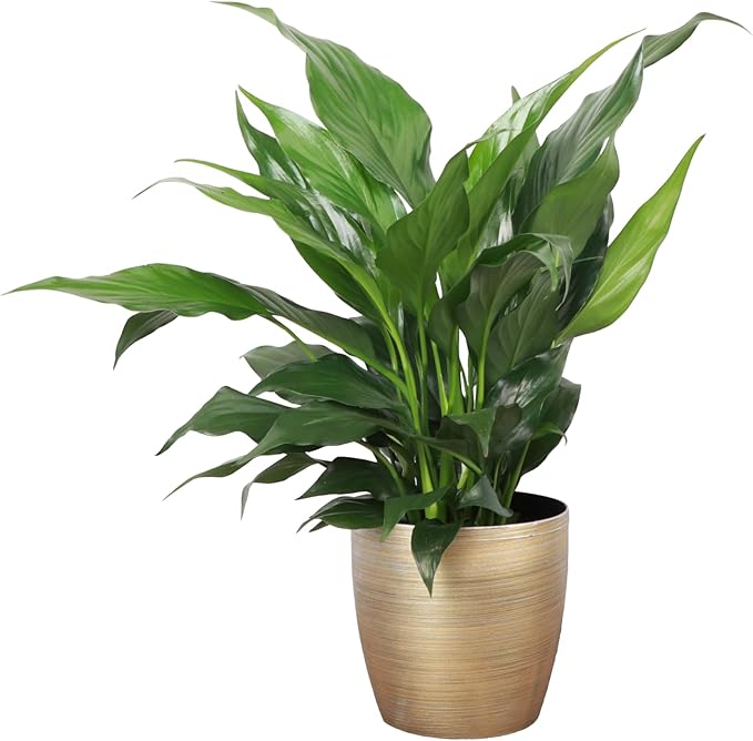 Thorsen's Greenhouse Live Peace Lily Plant, Spathyphylum, Low Light, Natural Air Purifier Live Indoor Plant, 4" Diameter Pot (Gold, 4-inch Pot)