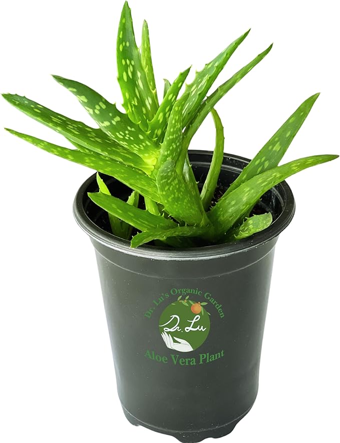 Dr. Lu’s Organic Aloe Vera Plant | Real Beautiful Aloe Plant | Live Succulents Plants | Rooted Natural Air Purifier in Soil | Easy Care House Plants in 5'' H x 4'' W Nursery Pot