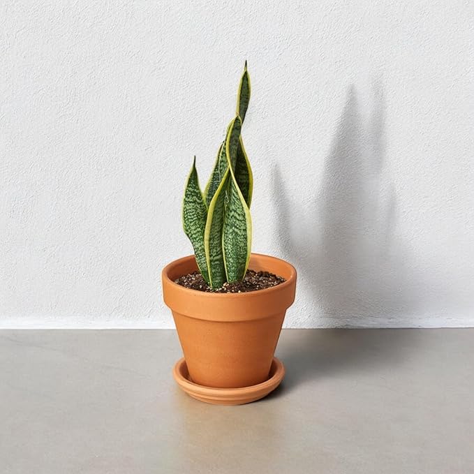 Snake Plants (Live & Rooted) 3/4/6/8" - Mother in Law Tongue - Sansevieria Laurentii Indoor Live Houseplant Gift Air Purifying - Low Light (2 Pack – 4" (3 Stalks Each))