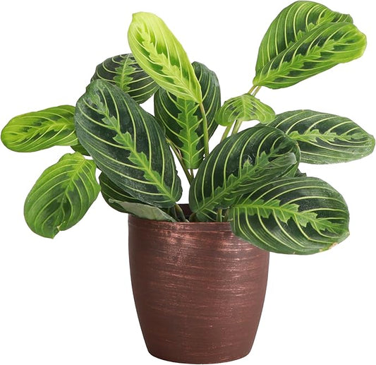 Thorsen's Greenhouse Lemon Lime Prayer Plant, Live Indoor Plant, Pet Friendly, Attractive Houseplant, Lemon Maranta, Natural Air Purifier, Easy to Grow, 4" Diameter Pot (Copper)