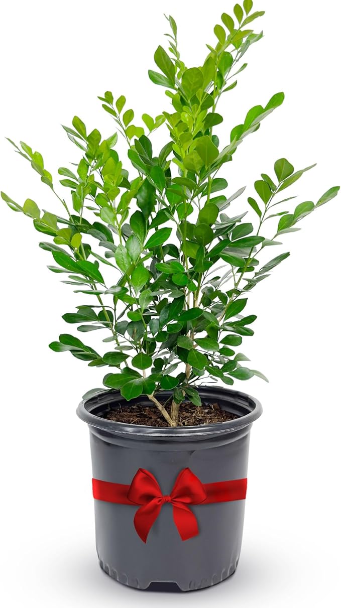 Orange Jasmine Plant Live, Delightful Live Plants Outdoor, Highly Fragrant Real Plants Outdoor, Jasmine Flower Plant, Aromatic Indoor Tree No Shipping to CA, AZ,TX,LA by Via Citrus