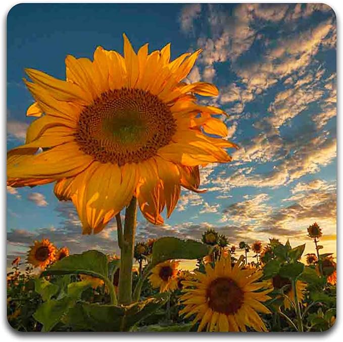 Sunflowers Square Coaster Set - Made of Recycled Rubber - Set of 4