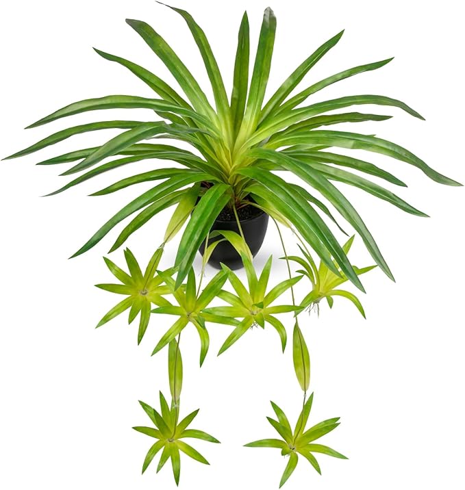 Fake Hanging Plant, Faux Spider Plant in Pot Artificial Grass Plants Faux Chlorophytum Comosum Potted Plants for Home Office Table Shelf Desk Kitchen Bathroom Bedroom Decor Green