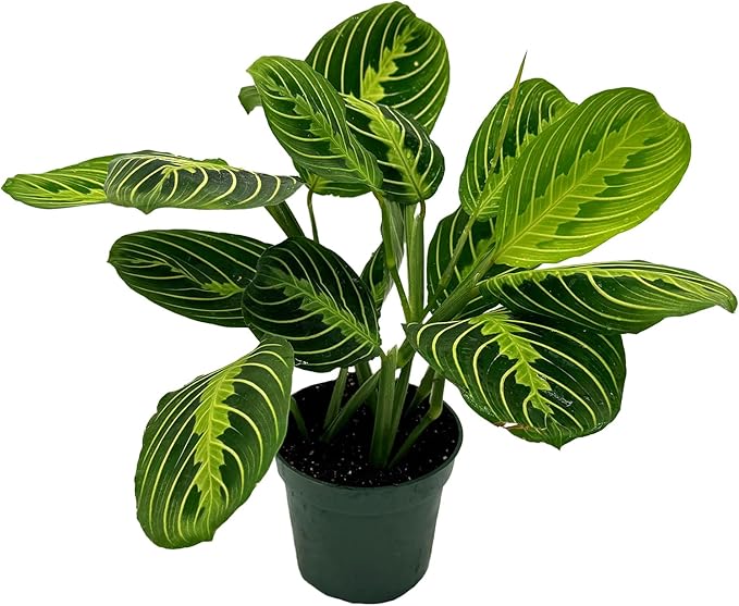 Live Lemon-Lime Prayer Plant - ‘Lemon-Lime Maranta’ Maranta leuconeura - ragnaroc Tropical Plant 7-12” Tall - 1ct - Live Arrival Guaranteed - House Plants for Home Decor & Gift