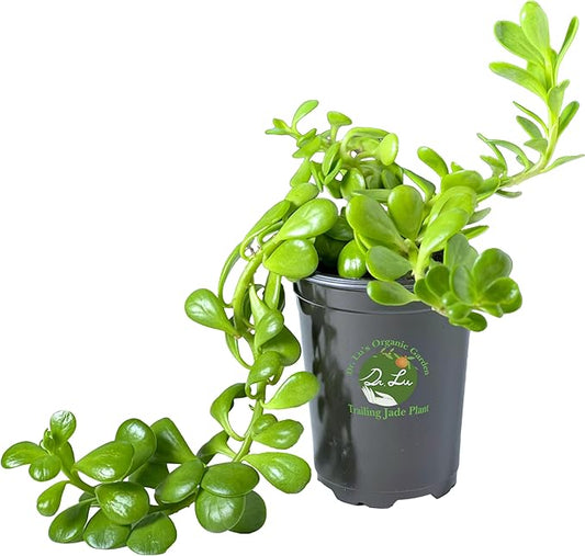 Dr. Lu’s Organic Trailing Jade Plant | Rare Jade Plant | Succulents Plants Live | Air Purifying Plants Indoor | Easy Grow House Plants in 5'' H x 4'' W Nursery Pot