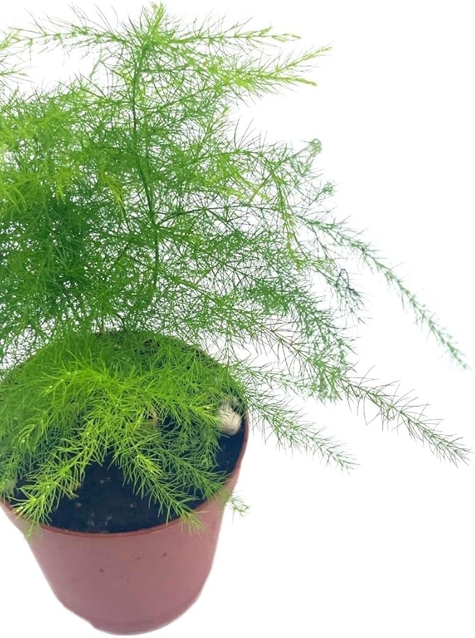 BubbleBlooms Asparagus Fern, Asparagus setaceus, Feathery Soft Tiny Leaf Plant, Live in a 2 inch Pot by BubbleBlooms