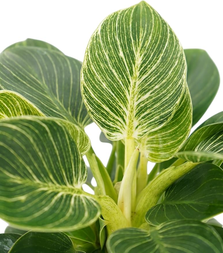 Philodendron Plant Package - 3 Live Philodendron Plants Bundle - Pink Princess, White Princess, and Birken Varieties - Rare Plants Live Houseplants