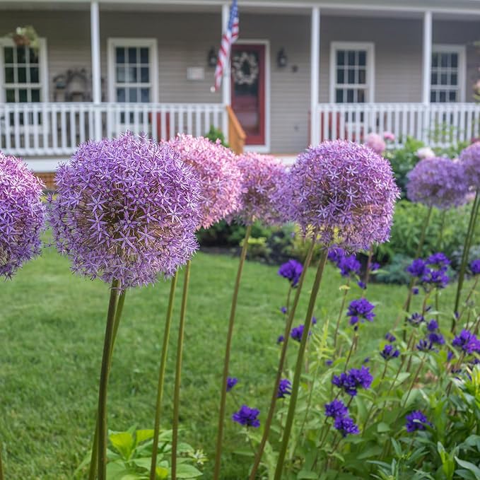 Blue Garden Flower Collection – 40 Bulbs | Rare Spring Blooming Perennials: Purple Alliums, Blue Tulips, Muscari, Anemone | Attracts Butterflies & Bees – Zones 3–9