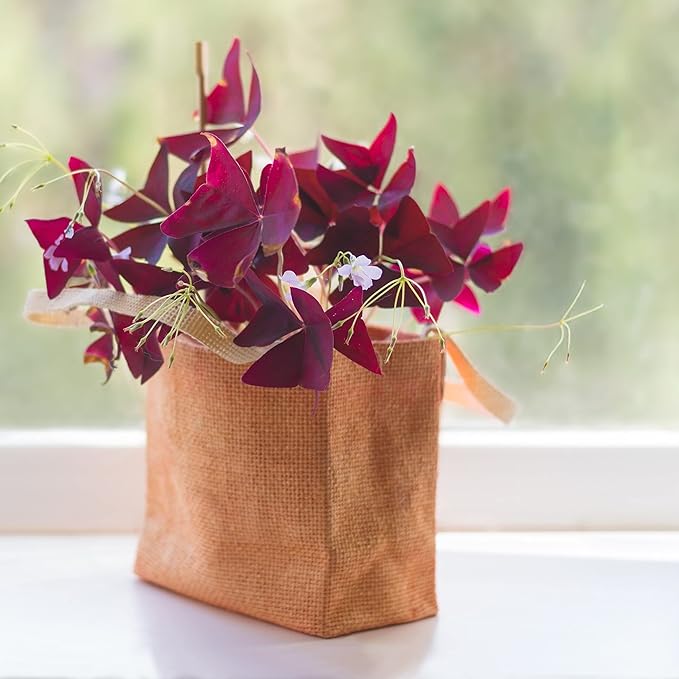 Easy to Grow Oxalis Triangularis Purple Shamrocks 20 Plant Bulbs - Dark Purple Foliage & Light Pink Flowers Indoor or Outdoor Zones 6-10