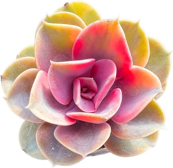 Echeveria Rainbow Variegated Rare Live Succulent Plants, Pink 1 Head 3.5" Live Plant, Package Without Pot & Soil, Garden Indoor Office Desk, Wedding Party Baby Shower Decoration, Friend Lovers Gifts