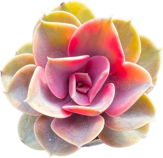 Echeveria Rainbow Variegated Rare Live Succulent Plants, Pink 1 Head 3.5" Live Plant, Package Without Pot & Soil, Garden Indoor Office Desk, Wedding Party Baby Shower Decoration, Friend Lovers Gifts