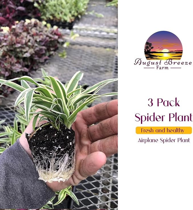 3 Pack Airplane Spider Plant – Live Indoor Houseplant | Air-Purifying, Low Maintenance, Thrives in Home & Office | Live Plants Indoor, Variegated Houseplant