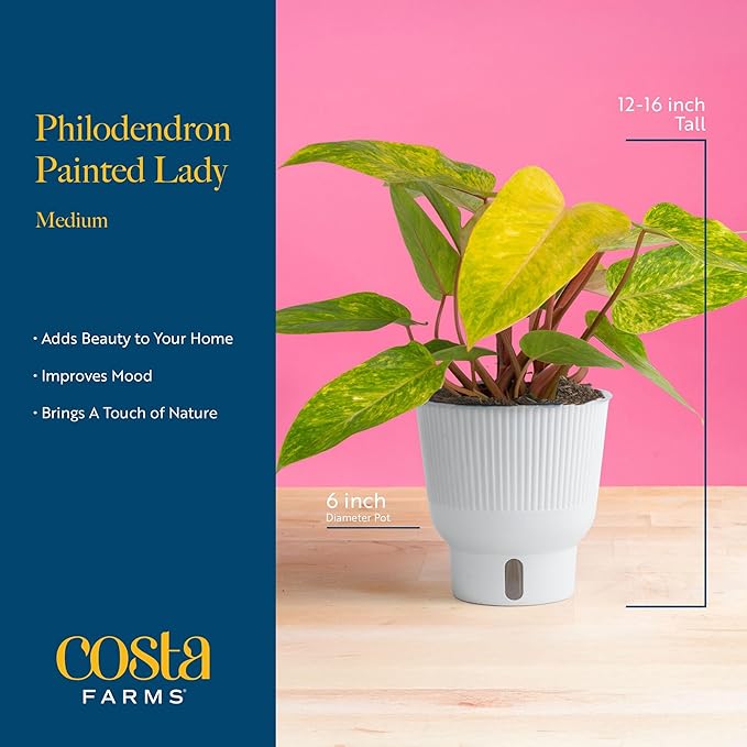 Costa Farms Philodendron Painted Lady Live Plant in Self Watering Pot, Air Purifying Indoor Houseplant, Home, Room, or Office Decor, House Warming or Birthday Gift, 12-16 Inches Tall