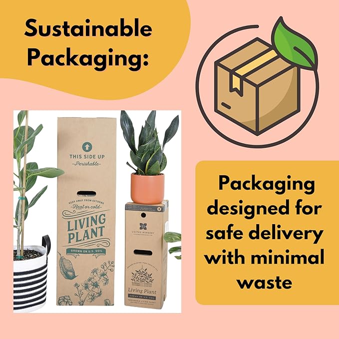 United Nursery Dracaena Janet Craig Compacta – Tall Indoor Plant in 10” Grower Pot – 38–42 Inches Tall – Low-Light, Air-Purifying Tropical Houseplant – Easy-Care Green Foliage for Home or Office