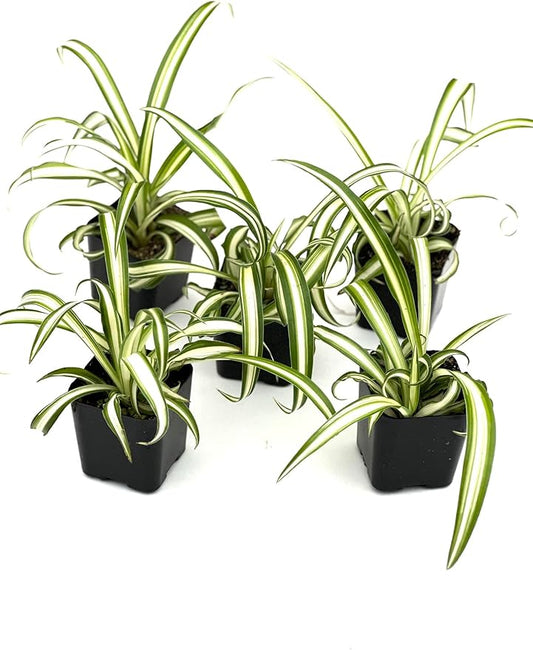 Spider Plants in 2 inch pots, Live Plants (10)