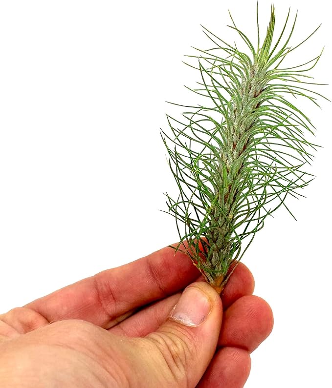 Air Plants - Colombian Tillandsia Funckiana, Large 5" - 1ct - Live Arrival Guaranteed - House Plants for Home Decor & Gift