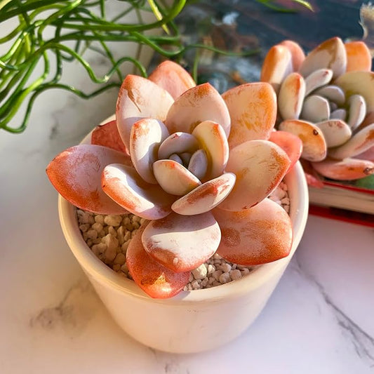 Echeveria Laui Rare Live Succulent Plants, 1 Head 2.5" Bare Root Without Pot & Soil, Garden Indoor Office Desk Baby Shower Decoration, Friend Plant Lovers Gifts