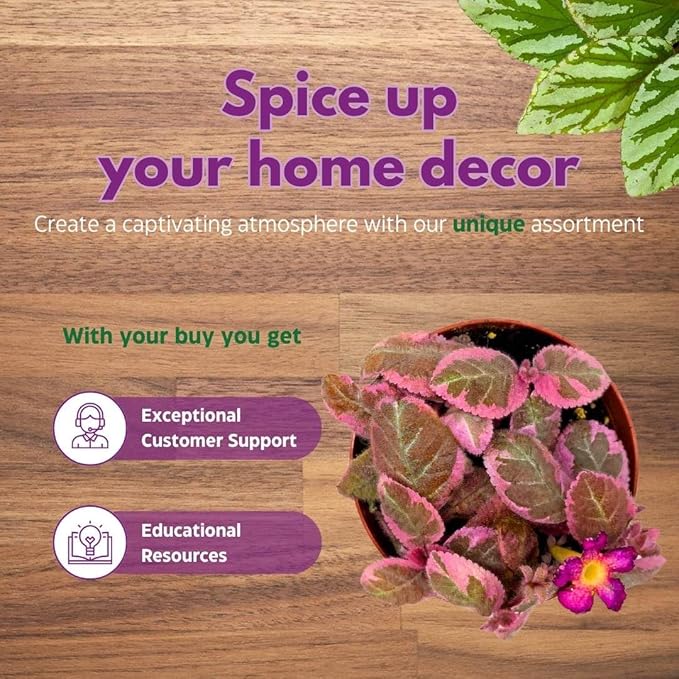 Episcia Pink Smoke Rare Variegated Flame Violet Flowering Gesneriad