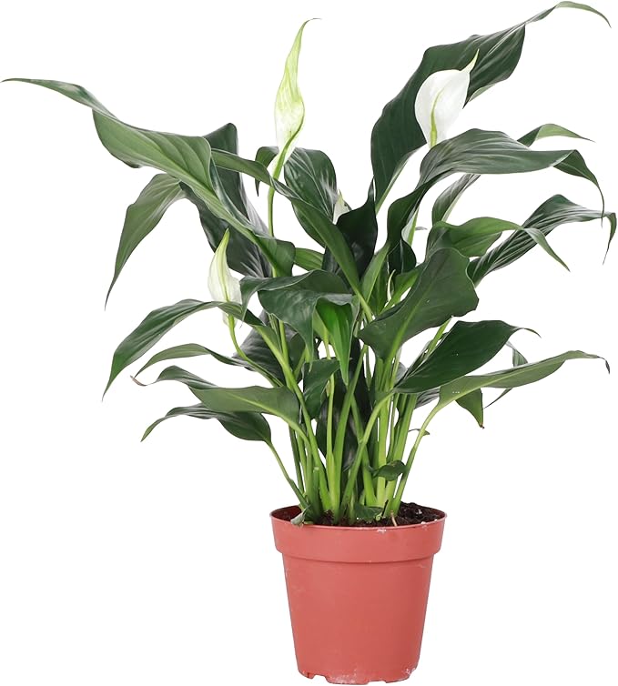 Thorsen's Greenhouse Live Peace Lily Plant, Spathyphylum, Low Light, Natural Air Purifier Live Indoor Plant, 4" Diameter Pot (Growers Pot, 4-inch Pot)