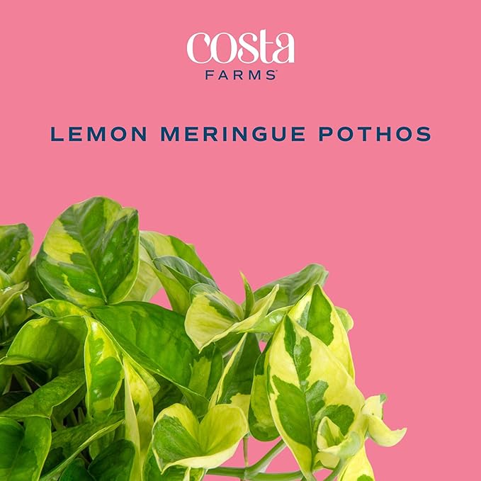 Costa Farms Lemon Meringue Pothos Live Plant in Self Watering Pot, Indoor Houseplant, Perfect for Home, Room, or Office Decor, Great House Warming or Birthday Gift, 10-12 Inches Tall