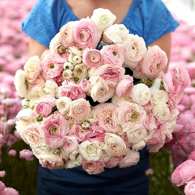 Eden Brothers Ranunculus Bulbs - Eternal Bliss Mix