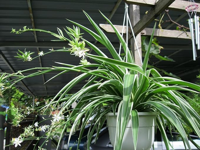 Enchanting Spider Plant - Live Starter Plants in 2 Inch Pots - Chlorophytum Comosum - Nature's Green Symphony for Your Home