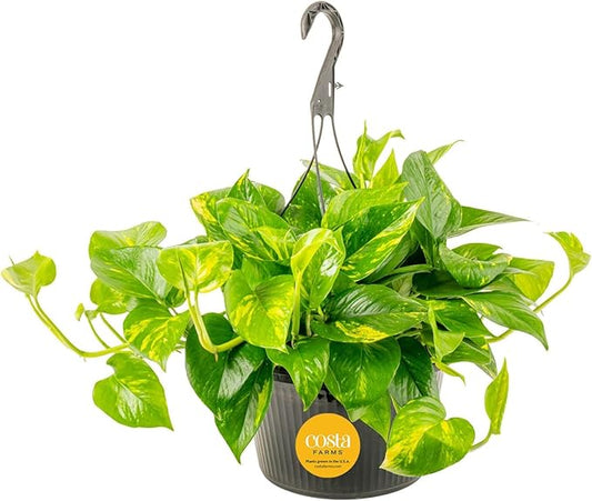 Costa Farms Golden Pothos Live Plant, Devil's Ivy in Hanging Basket Pot, Easy to Maintain, Large Air Purifying Indoor Houseplant, Home, Room, or Office Decor, House Warming or Birthday Gift