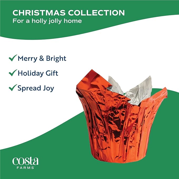 Costa Farms Christmas Cactus Live Plant in Holiday Gift Wrap Pot, Easy to Maintain Flowering Indoor Houseplant, Holidays Room Decor, Seasonal Christmas Gift, 8-10 Inches Tall