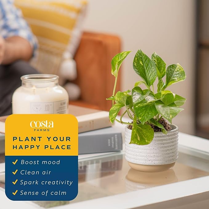 Costa Farms Live Indoor Plant Bundle in Decorative Pots, Easy to Maintain, Air Purifying Indoor Houseplants, Assorted Varieties, Room or Office Decor, House Warming Gift, 8-12 Inches Tall, Pack of 2