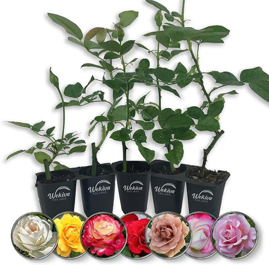 Rose Bush Variety Pack - 5 Live Starter Plants in 2 Inch Pots - Grower's Choice One Each of Multiple Rose Varieties - Beautiful Fragrant Roses from Florida