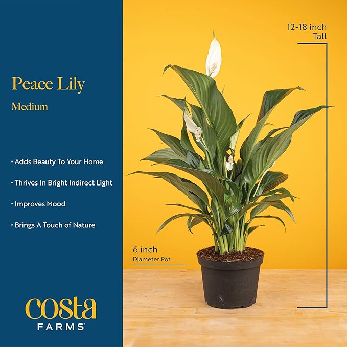 Costa Farms Peace Lily Live Plant in Decorative Pot, Air Purifying Flowering Indoor Houseplant, Perfect for Home, Room, or Office Decor, Great House Warming or Birthday Gift, 14-24 Inches Tall