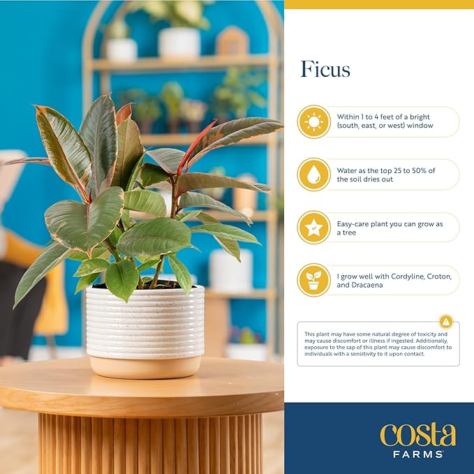 Costa Farms Ficus Audrey Tree Live Plant | 3-4 Ft. Tall Floor Plant | 10-Inch Minimal Decor Pot | Easy to Grow Houseplant & Air Purifying Room, Office, and Home Decor