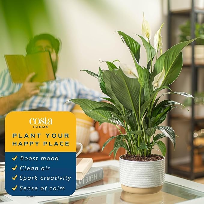 Costa Farms Peace Lily Live Plant in Decorative Pot, Air Purifying Flowering Indoor Houseplant, Perfect for Home, Room, or Office Decor, Great House Warming or Birthday Gift, 14-24 Inches Tall