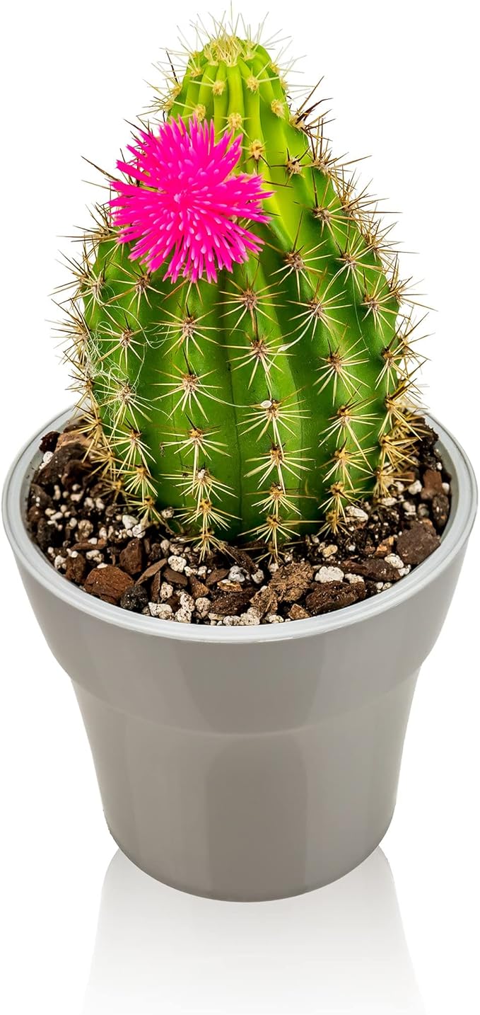 Professional Succulent Soil Premium All Purpose Blend | Pre-Mixed Ready to Use for Cactus and Succulents | Sphagnum Peat Moss, Perlite, New Zealand Pine Bark - Made in USA - 20 Quart