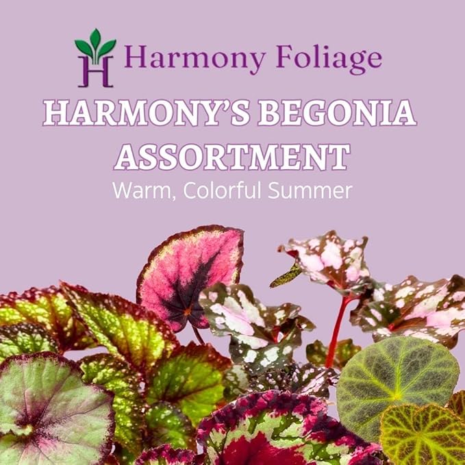 BubbleBlooms Harmony's Begonia Rex Assortment, Warm Summer Colors in a 4 inch Pot Set of 5