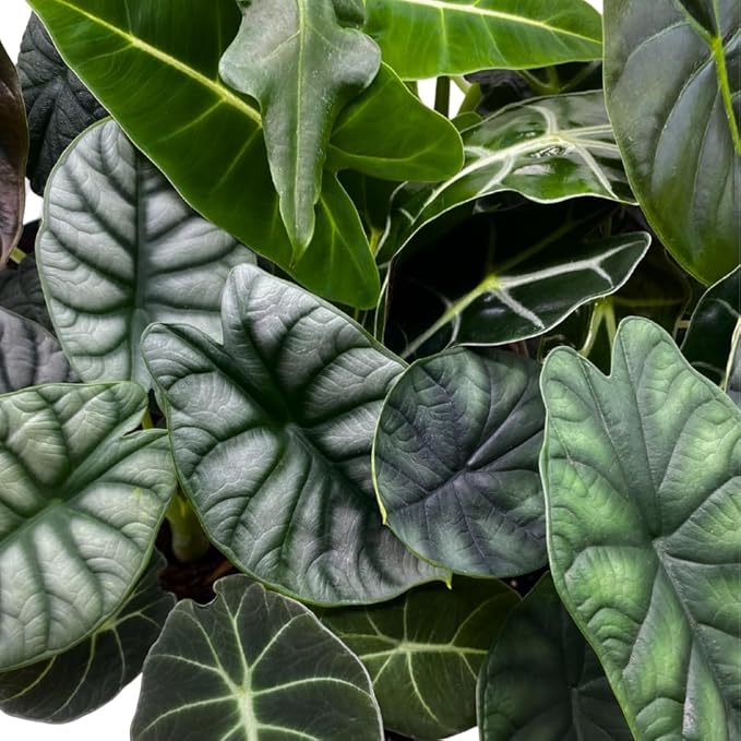 BubbleBlooms Alocasia Assortment Set, 4 inch pots, 10 Different Alocasias Frydek, Black Velvet, Maharani, Regal Shield, Bambino, Tiny Dancer, Serendiptiy