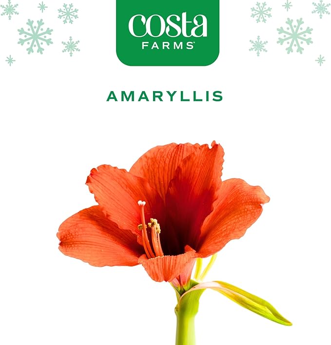 Costa Farms Amaryllis Live Plants in Bulb, Easy to Maintain Christmas or Holiday Decoration, Flowering Flowering Indoor Houseplant, Home, Room, or Office Decor, House Warming Gift, Bulb, Pack of 2