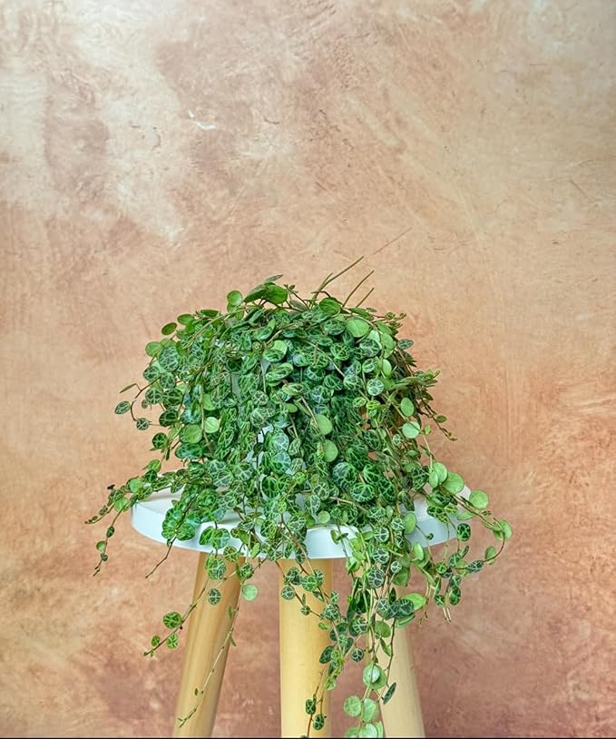 String of Turtles Succulent: Live House Plant, Trailing/Hanging Live Plants, Perfect Succulents Plants Live for Home Décor, Live Plants Houseplants